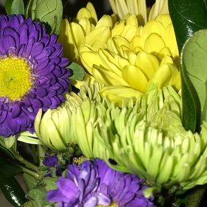 Meet your Posher, Lily